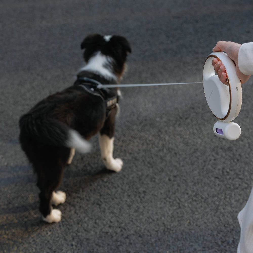 Lumi Leash: 4-in-1 Reflective LED Torch & Poop Bag Dispenser