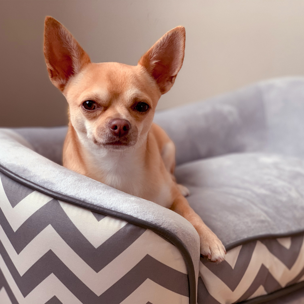 PawHut XS Dog Sofa with Removable Cushion - Grey Plush Bed