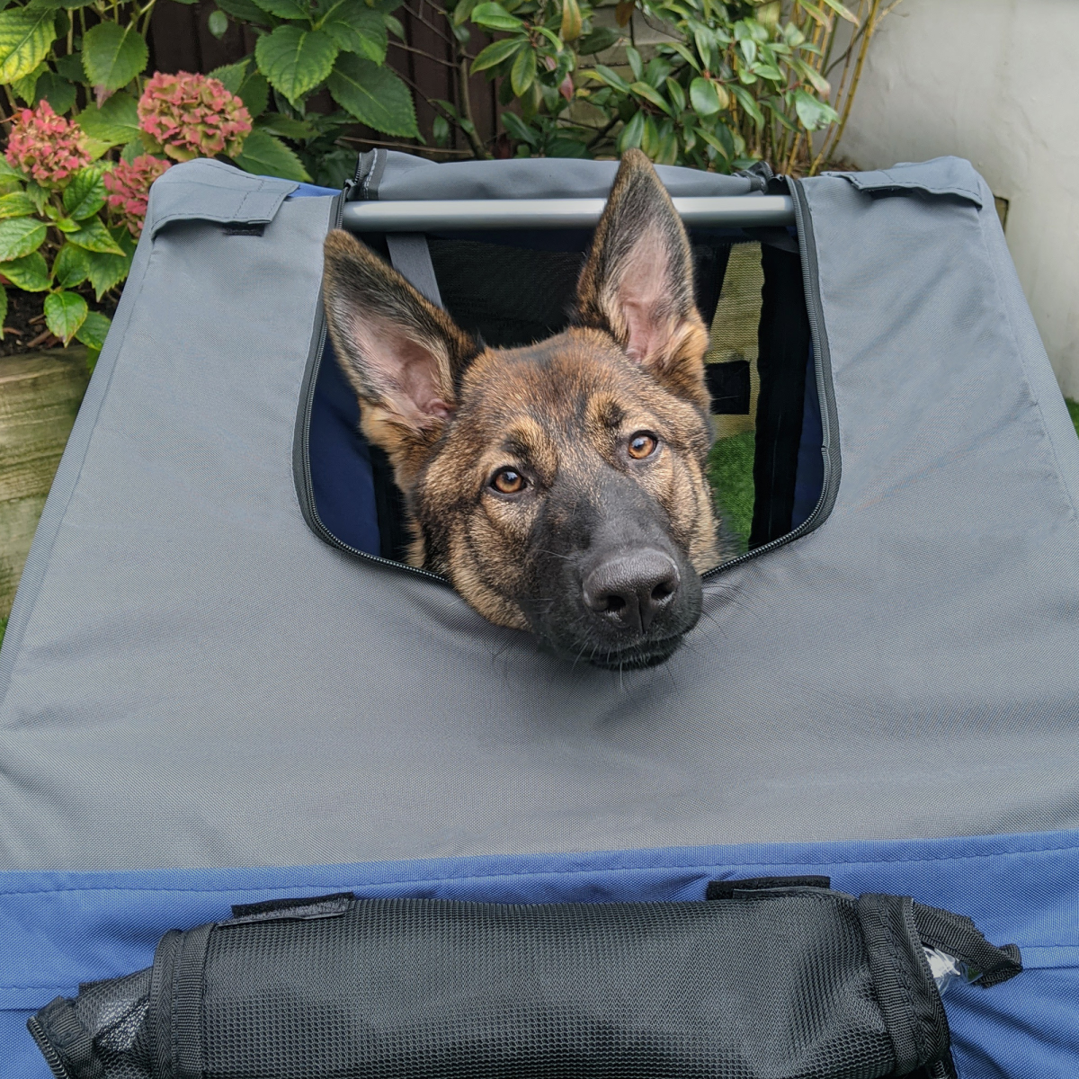 Blue Pet Bicycle Trailer: Dogs & Cats, Water-Resistant, 20-Inch Wheels, Hitch