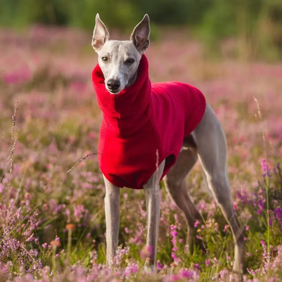 Winter Fleece Whippet Vest – Soft Turtleneck Jumper for Italian Greyhounds 🐾