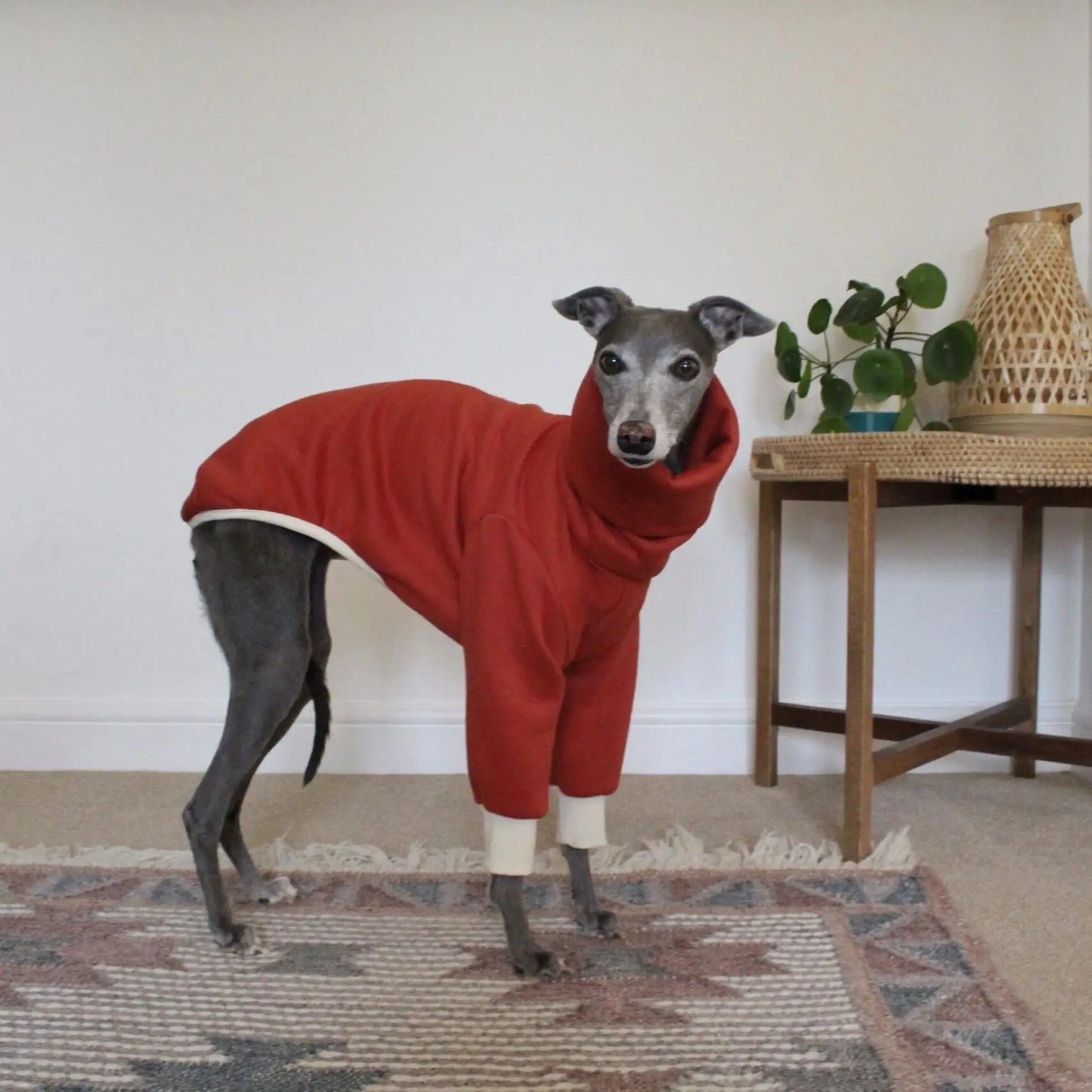 Winter Cotton Dog Coat – 4-Legged Warm Sweatshirt for Whippet, Italian Greyhound & Medium-Large Breeds 🐾