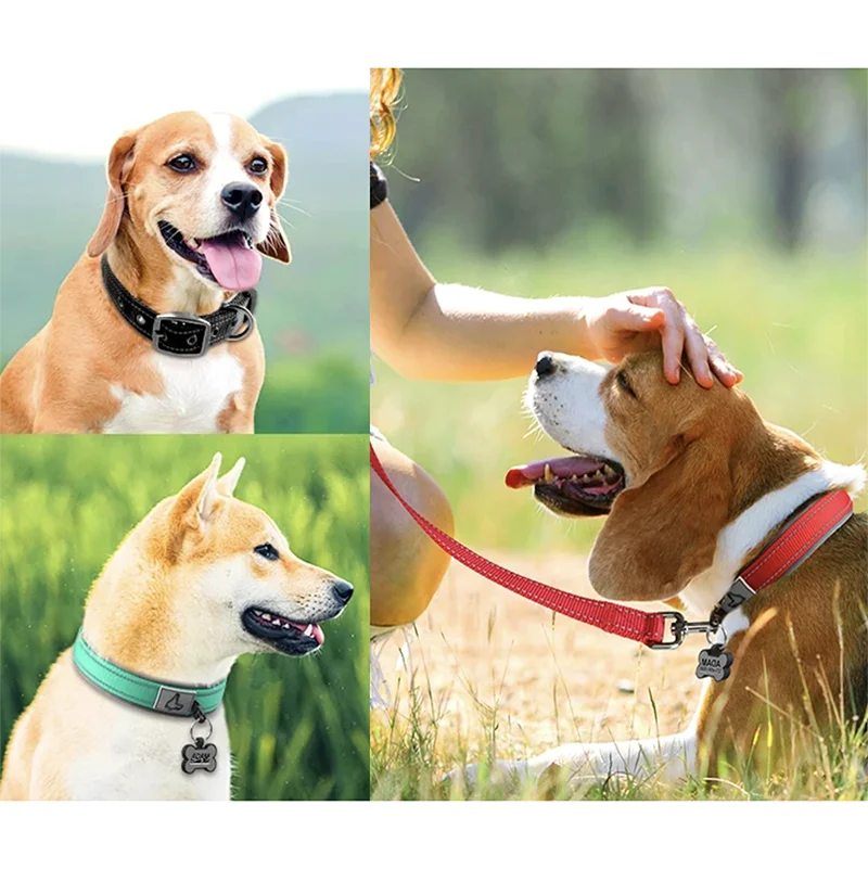 Solid Nylon Dog Collar – For Small, Medium, Large & XL Dogs