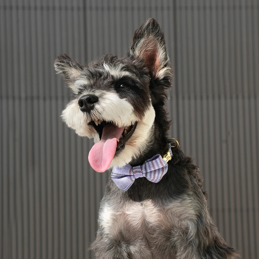 Personalised Bowtie Dog & Cat Collar – Free Engraving